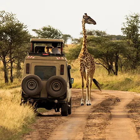 Safaris entierement prives